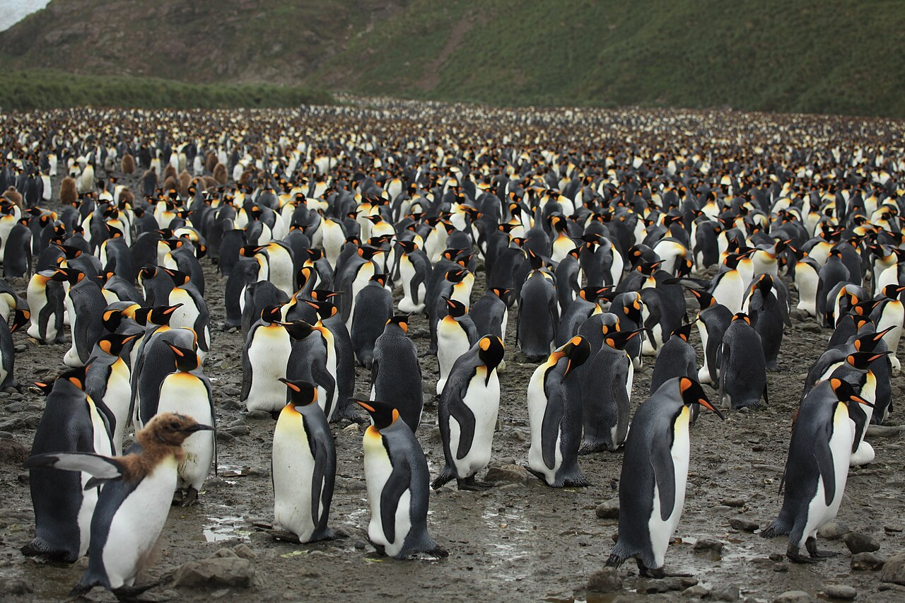 A dense king penguin colony covering the beach at Salisbury Plain, South Georgia