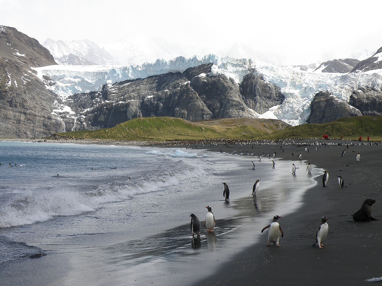 King penguins, gentoo penguins, and a fur seal on the beach at Gold Harbour with a glacier behind, South Georgia